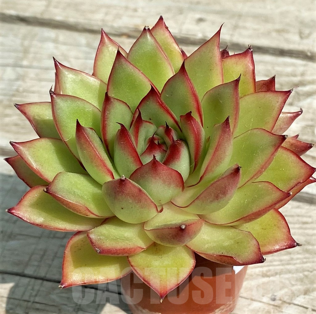 SH7869 Echeveria hybrid