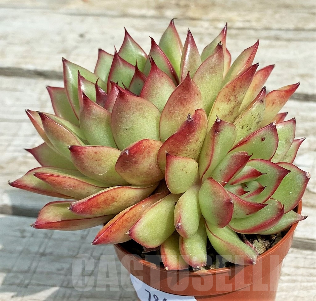 SH7869 Echeveria hybrid - Imagen 2