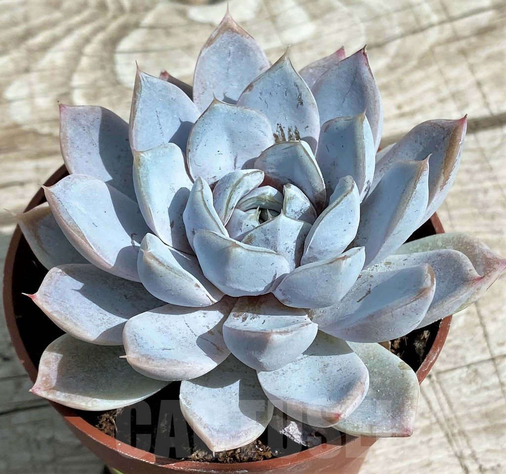 SH7870 Echeveria ‘Snow Bunny’