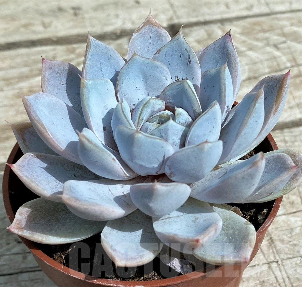 SH7870 Echeveria ‘Snow Bunny’ - Imagen 2