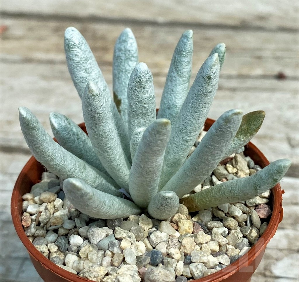 SH7872 Senecio scaposus - Imagen 2