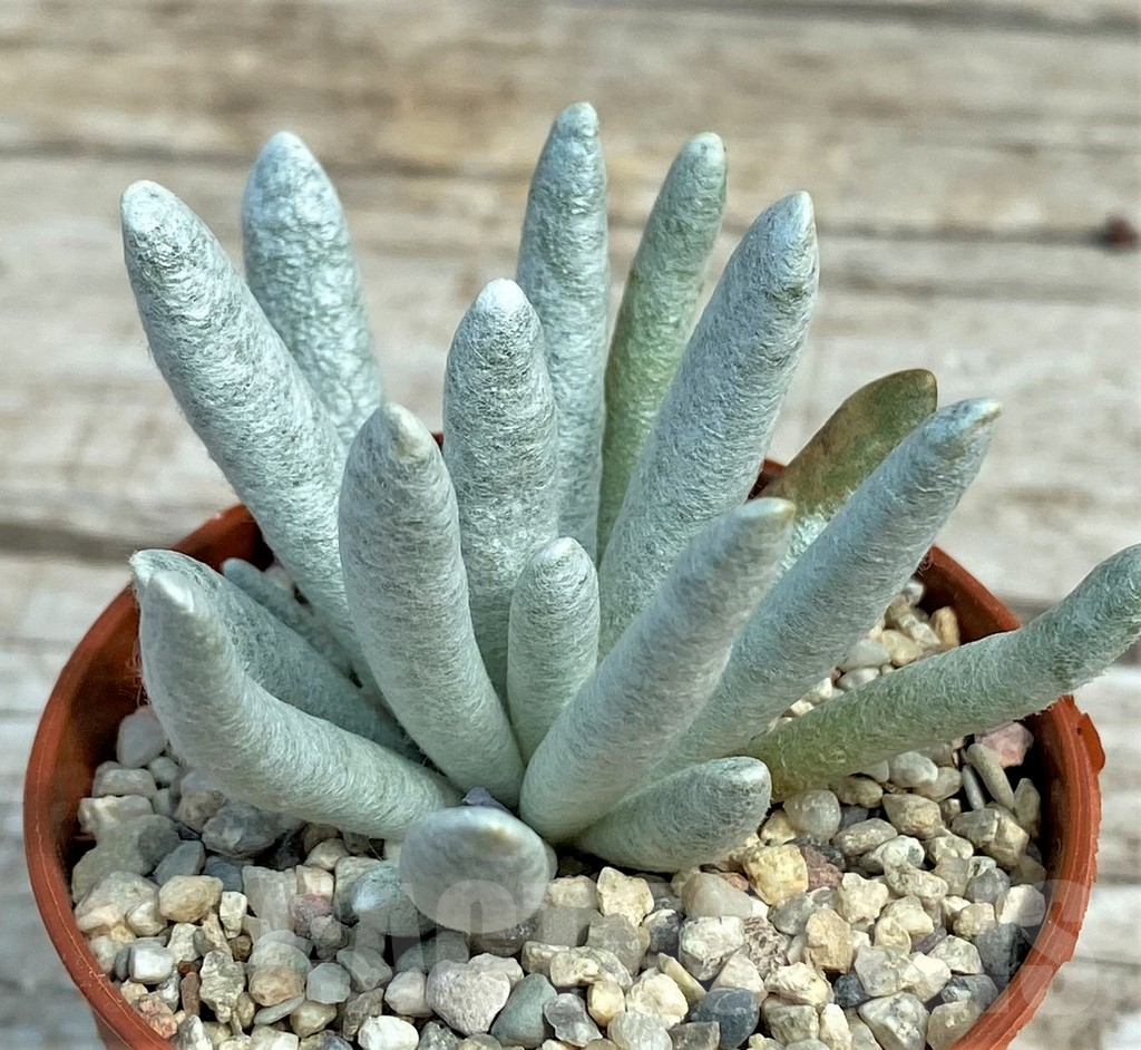 SH7872 Senecio scaposus