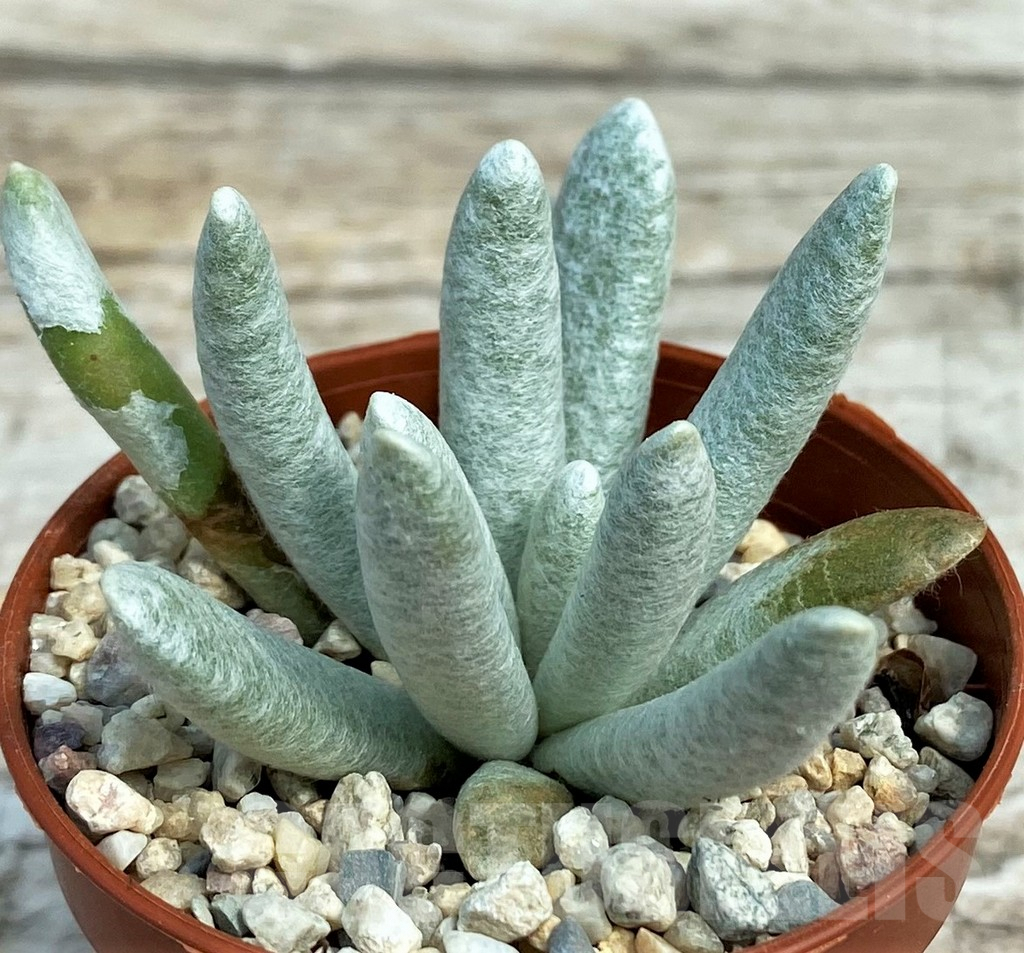 SH7873 Senecio scaposus