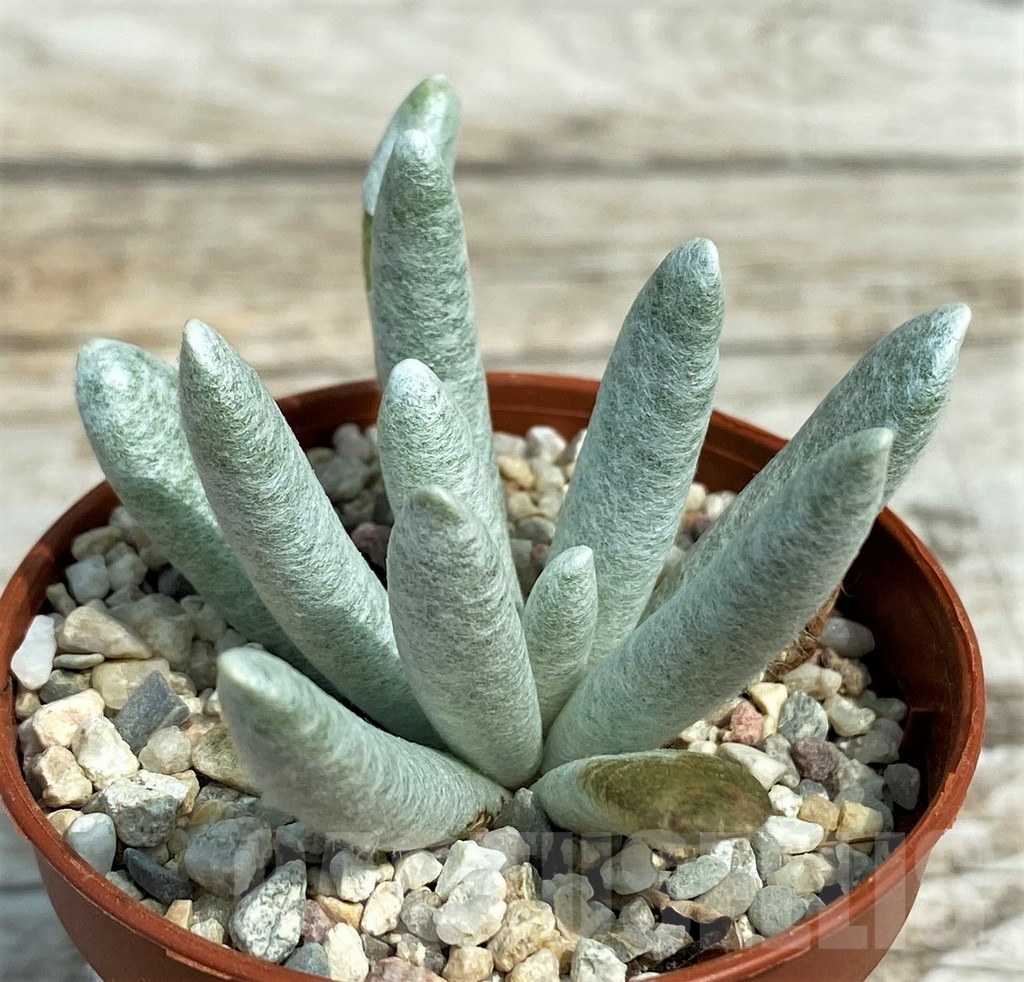 SH7873 Senecio scaposus - Imagen 2