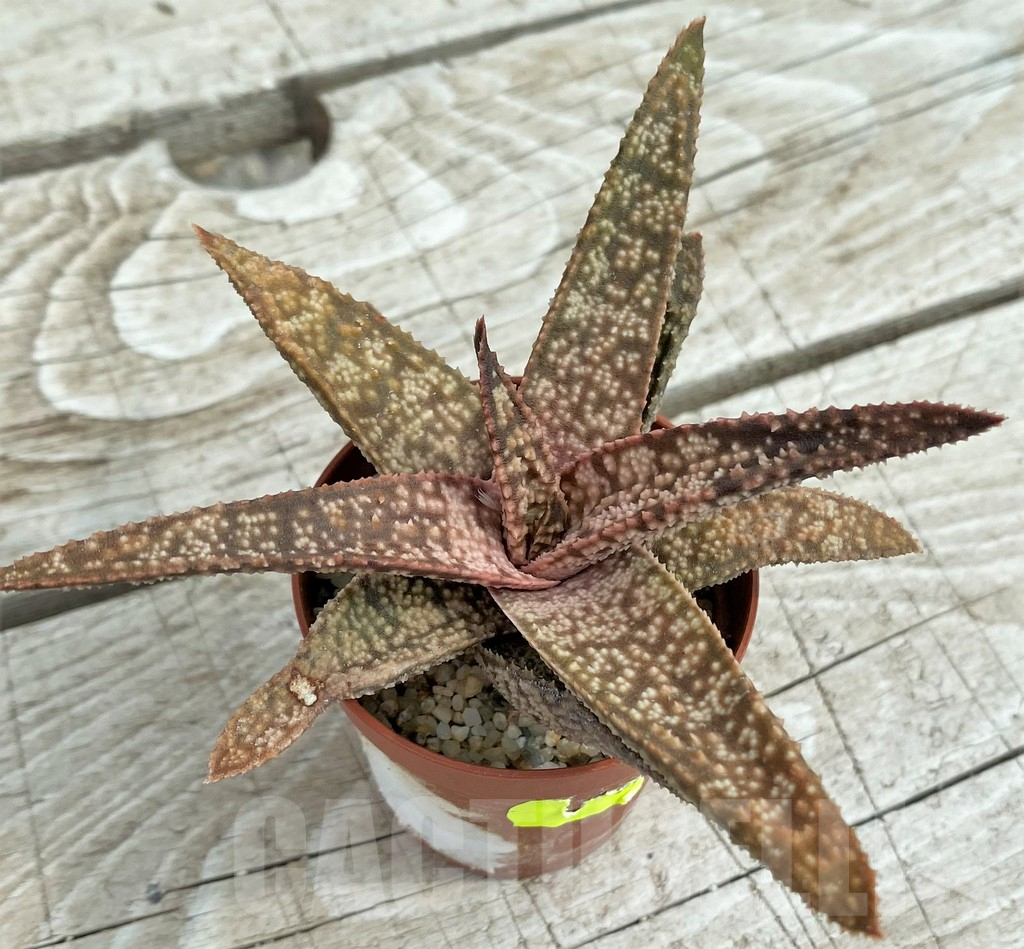 SH7816 Gasteria glomerata x Aloe 'Vito' - Image 2
