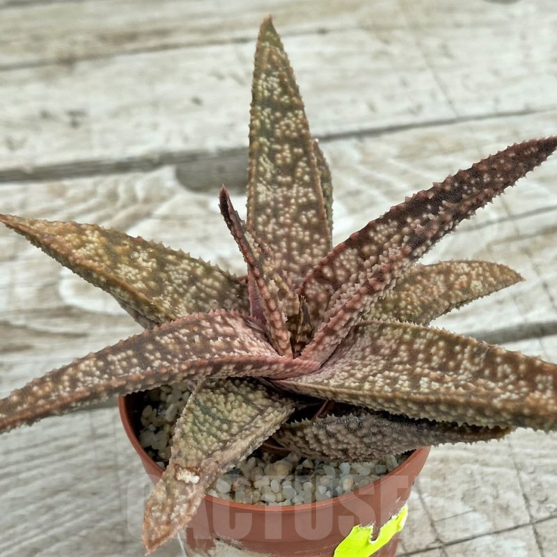 SH7816 Gasteria glomerata x Aloe 'Vito'