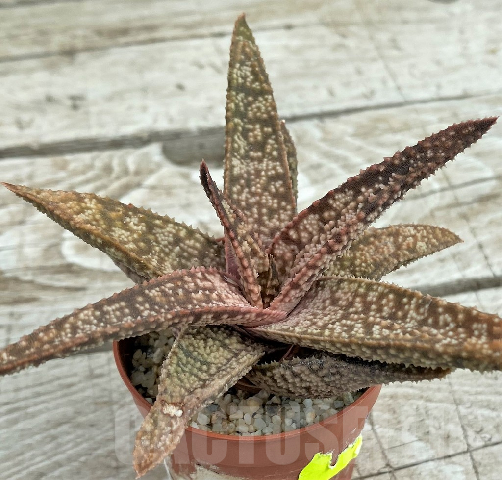 SH7816 Gasteria glomerata x Aloe 'Vito'