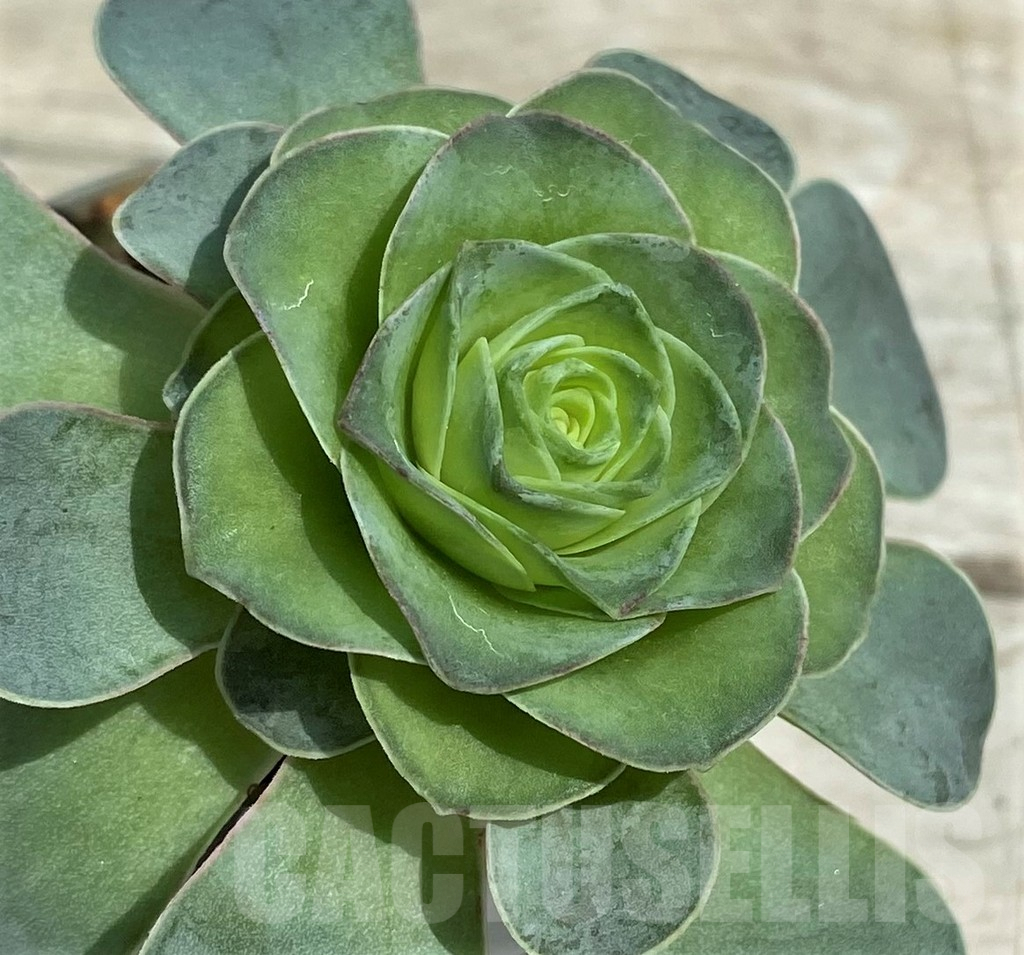 SH7832 Greenovia sp. - Obrázek 2