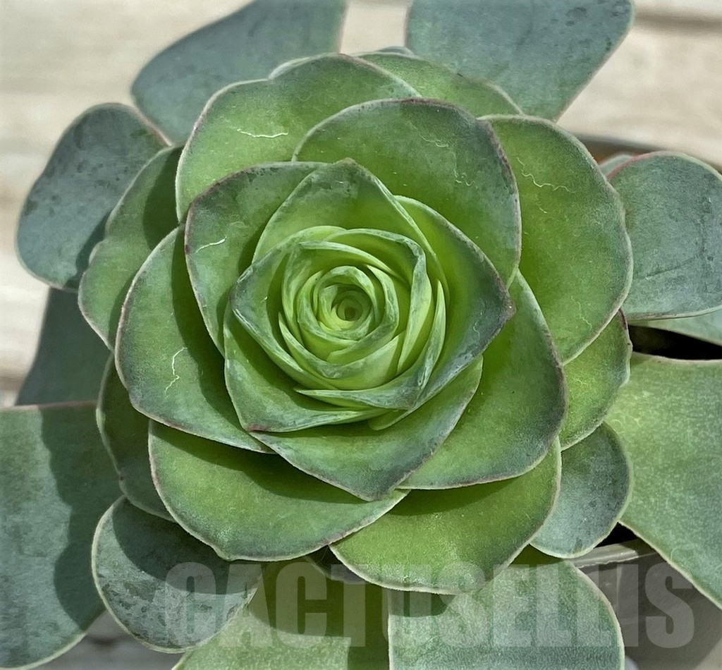 SH7832 Greenovia sp.