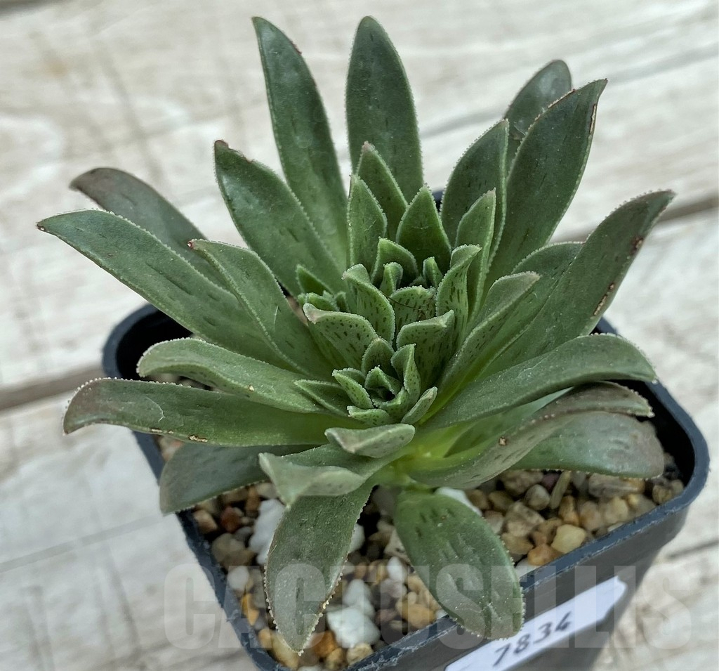 SH7834 Aeonium simsii - Obrázek 2