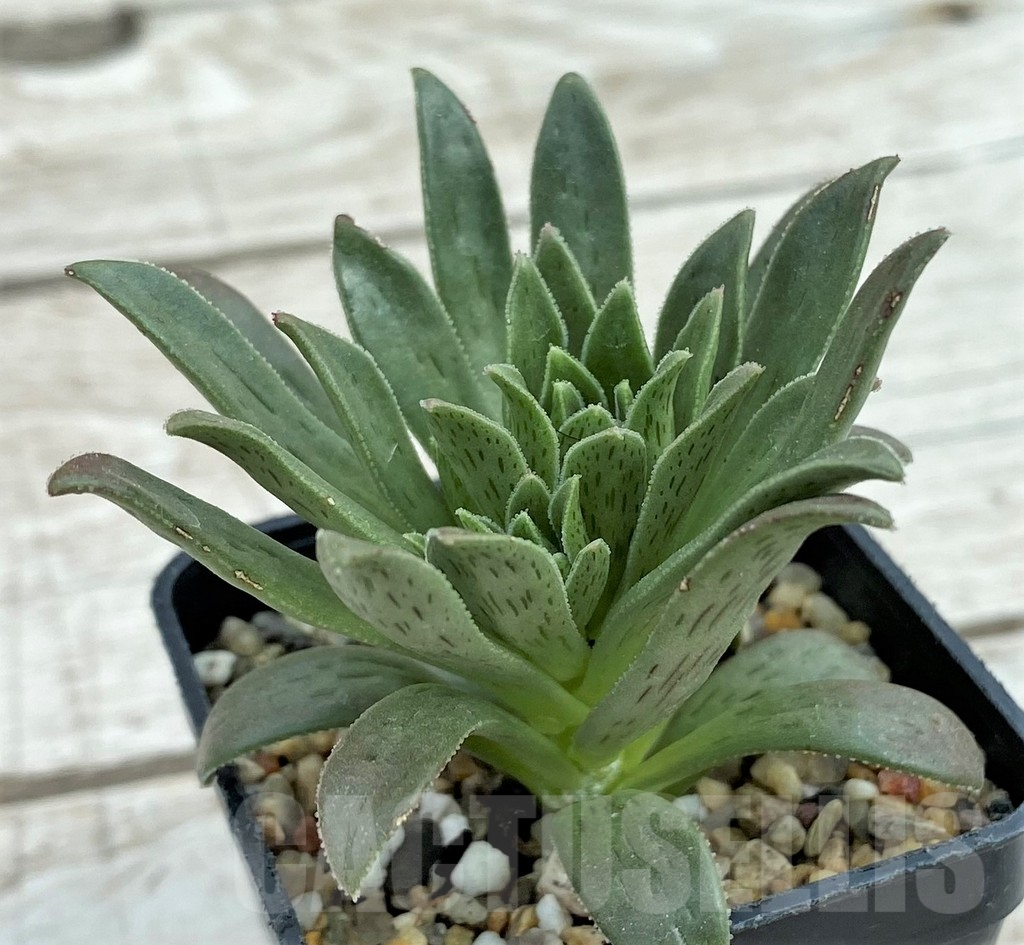 SH7834 Aeonium simsii