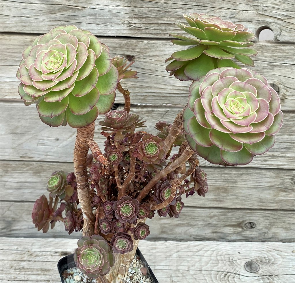 SH7836 Aeonium 'Madeira Rose'