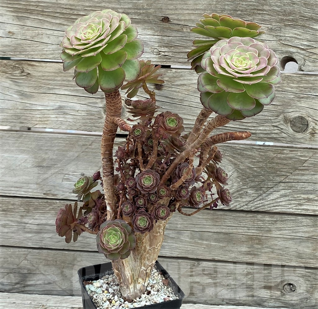 SH7836 Aeonium 'Madeira Rose' - Image 2