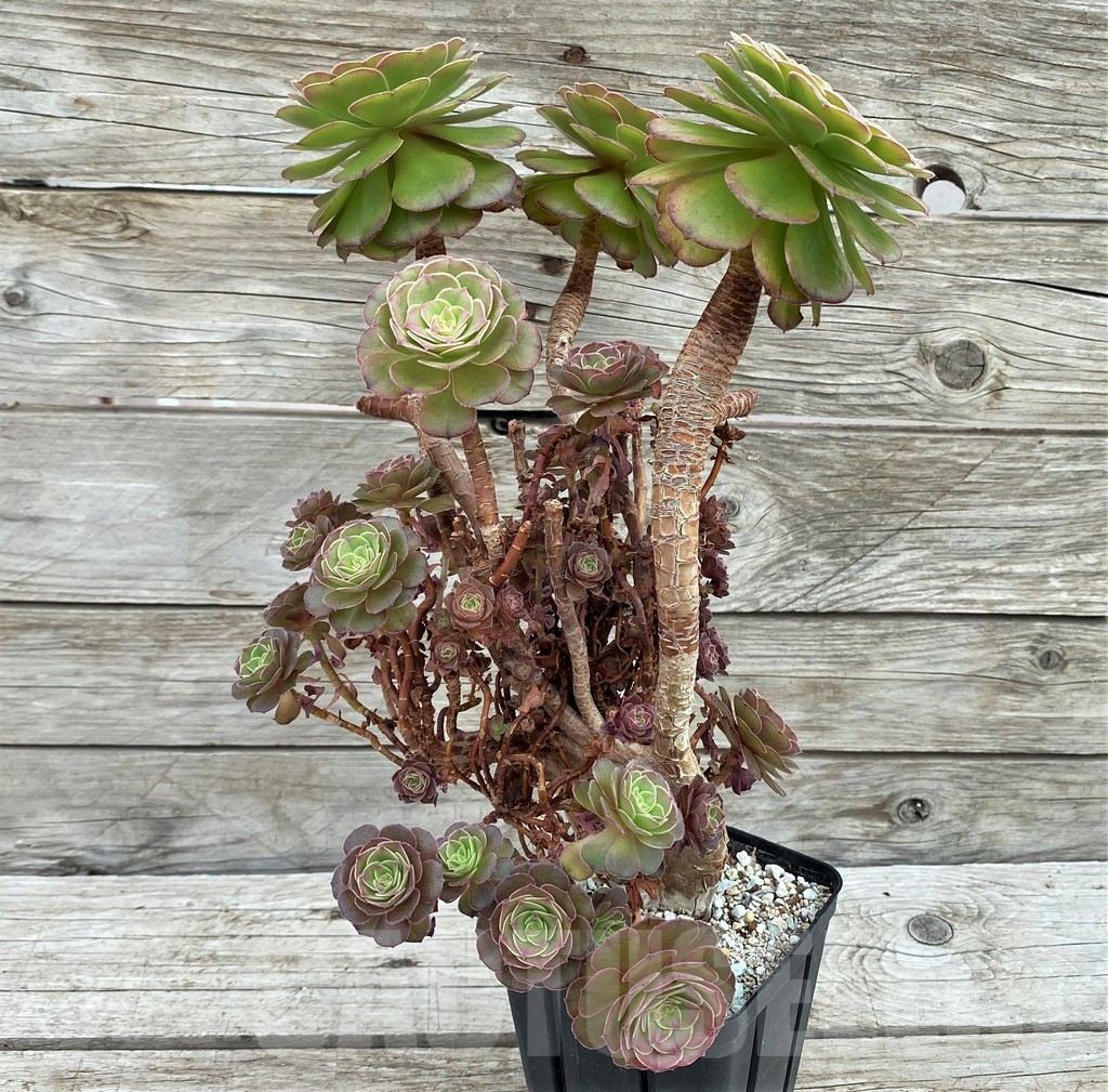 SH7836 Aeonium 'Madeira Rose' - Image 3