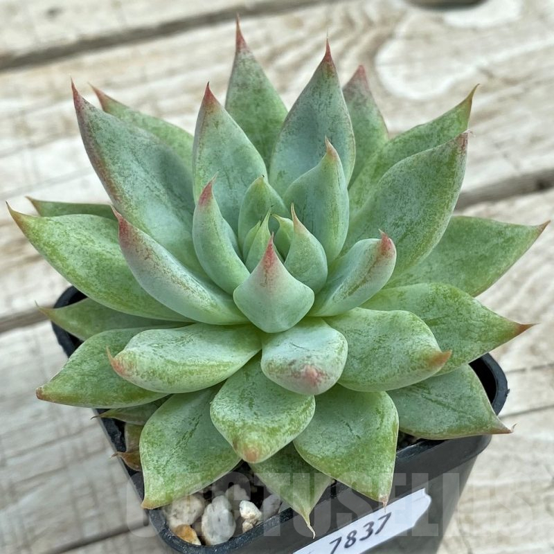 SHND7837 Echeveria ‘Rajoya’