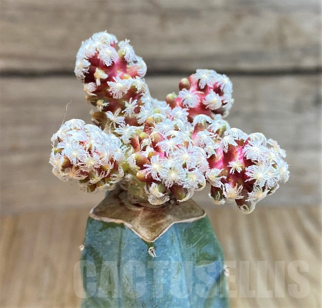 SH7990 Mammillaria theresae v. minima, grafted - Image 2