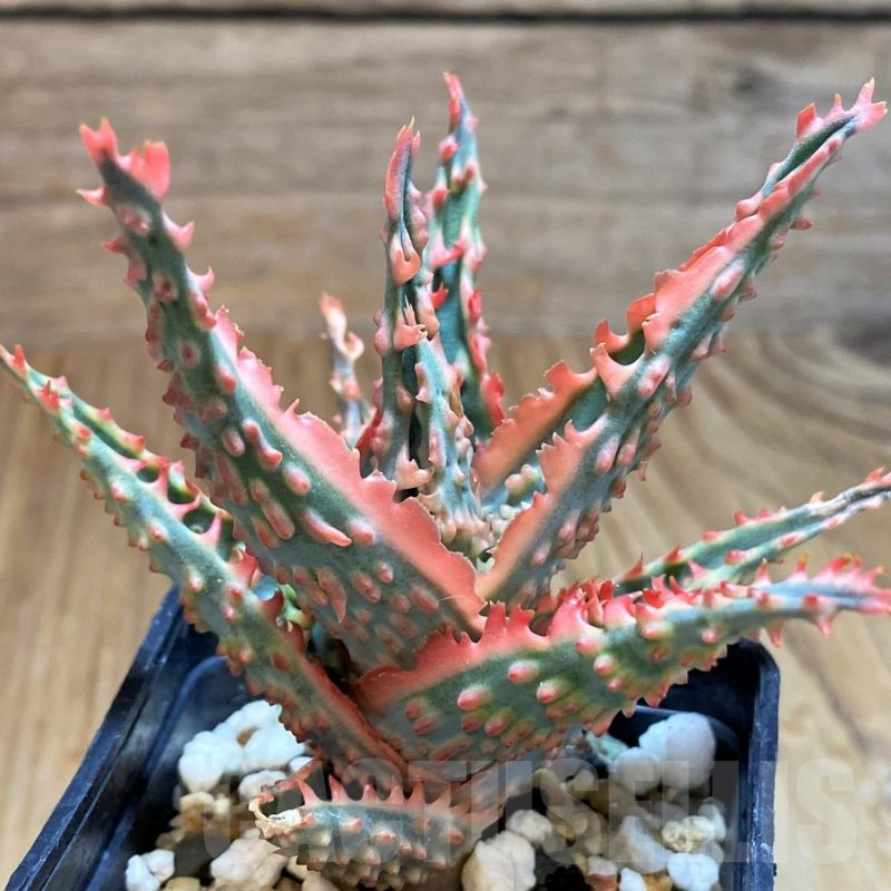 SH8021 Aloe TCT hybrid