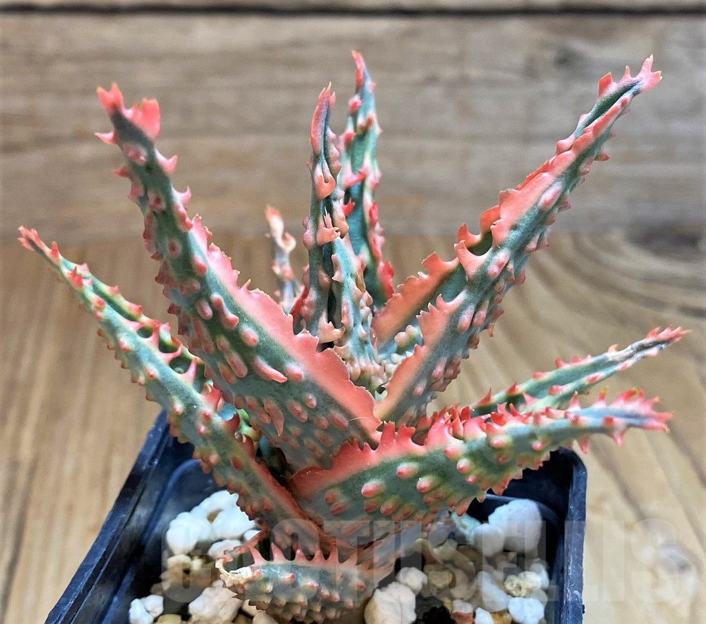 SH8021 Aloe TCT hybrid