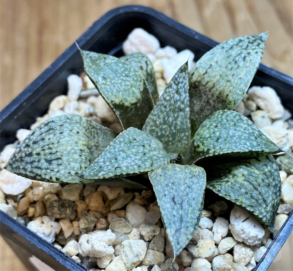 SH8022 Haworthia picta - Image 2