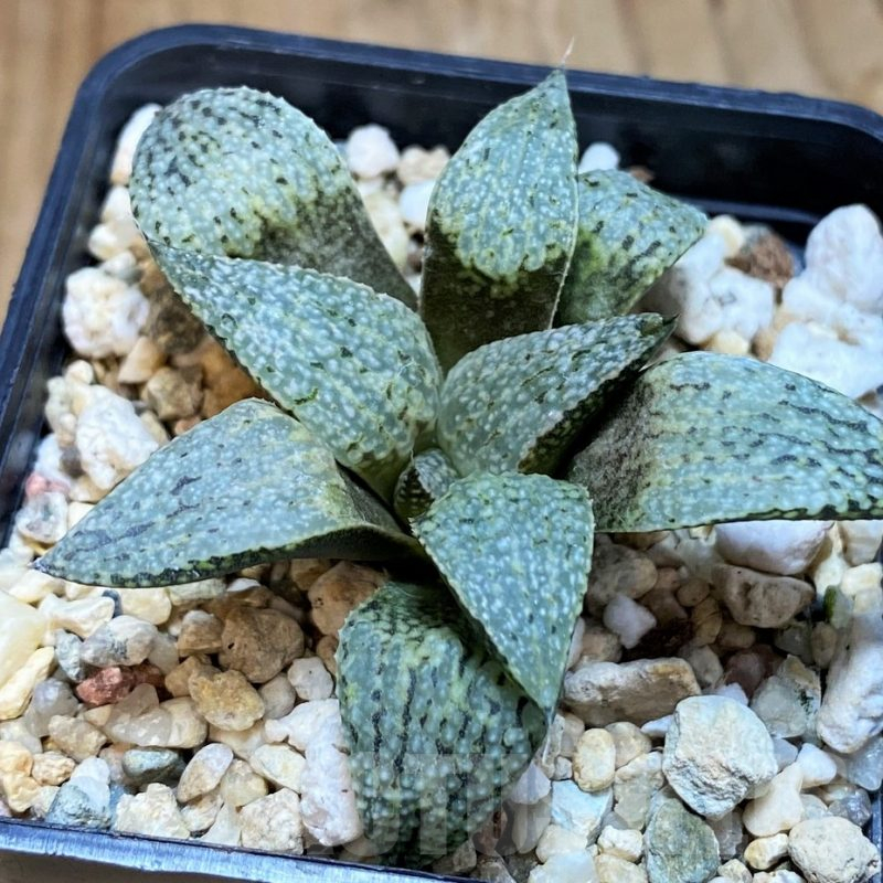 SH8022 Haworthia picta