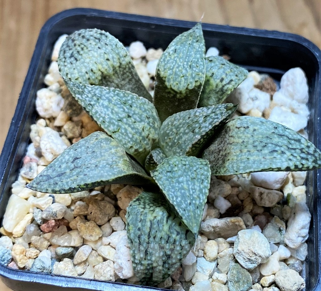 SH8022 Haworthia picta