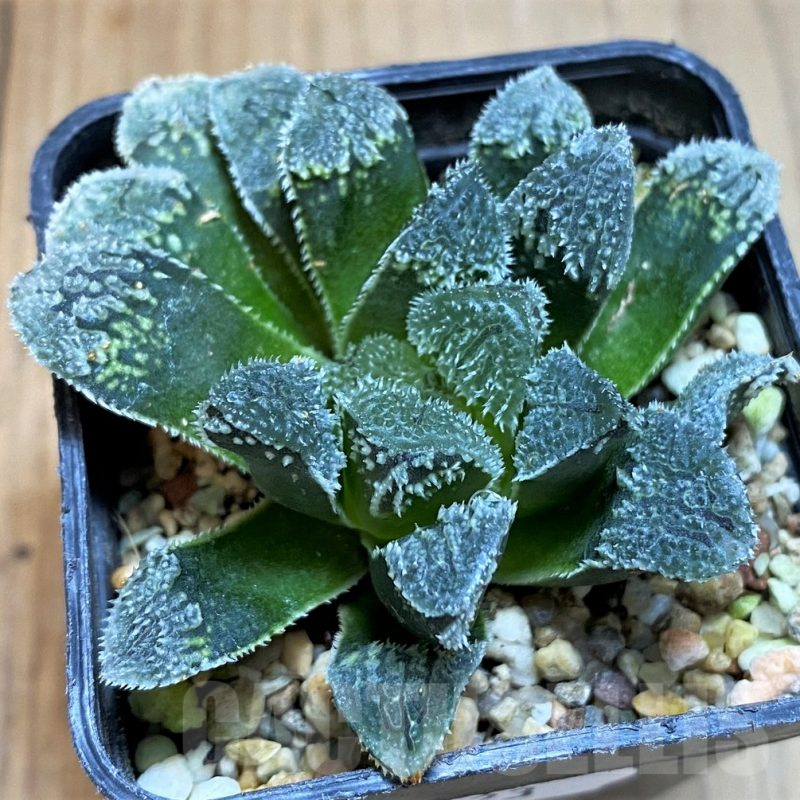 SH8023 Haworthia 'Yuki Usagi' (Snow rabbit)