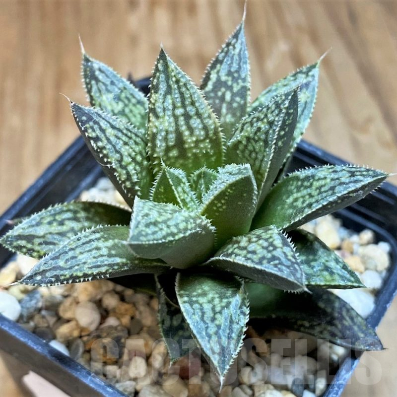 SH8024 Haworthia splendens hybrid
