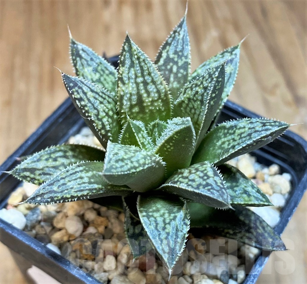 SH8024 Haworthia splendens hybrid
