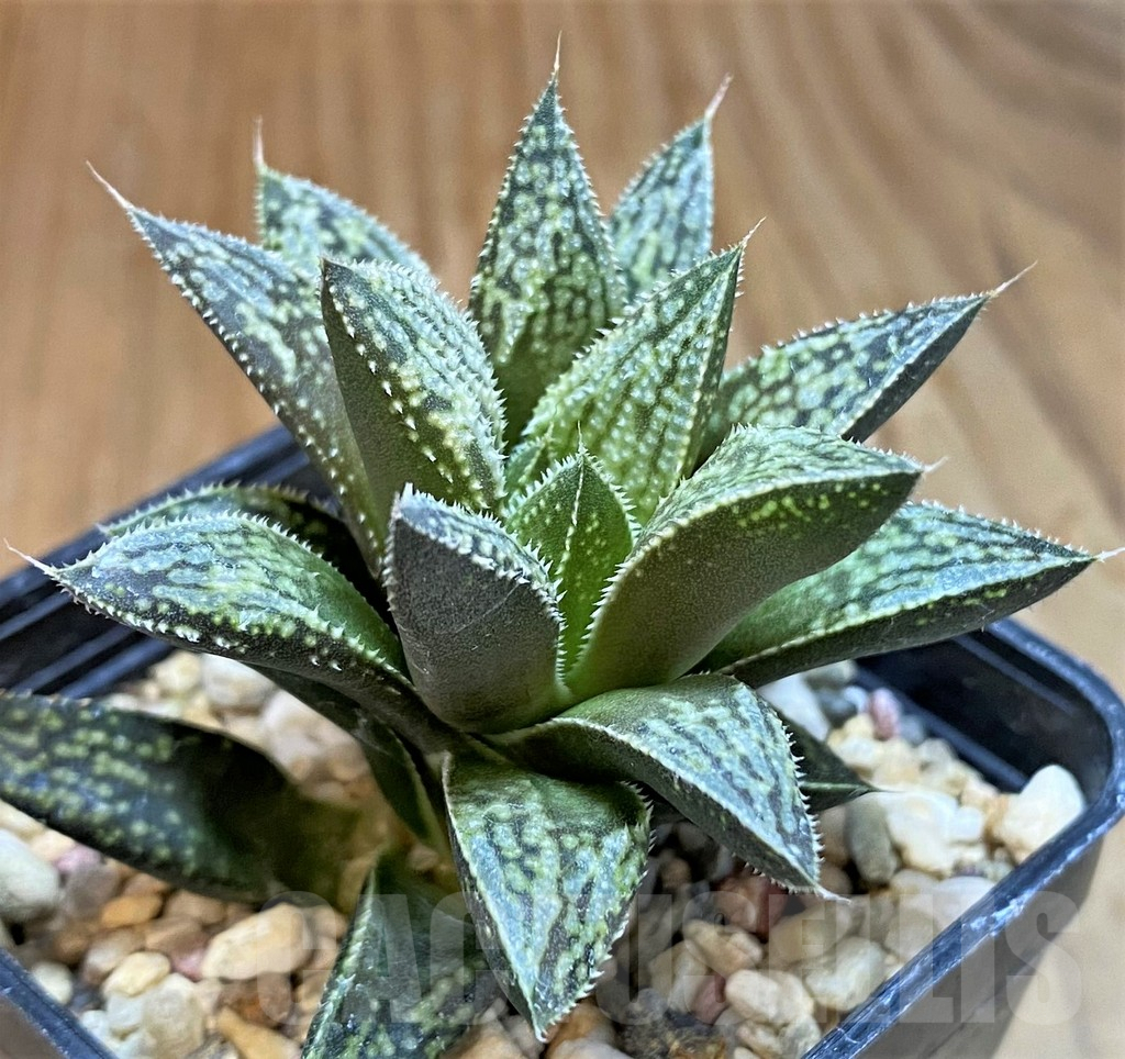 SH8024 Haworthia splendens hybrid - Imagen 2