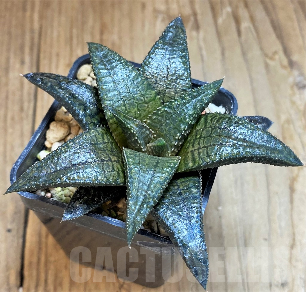 SH8025 Haworthia koelmaniorum 'Dragon King' - Image 2