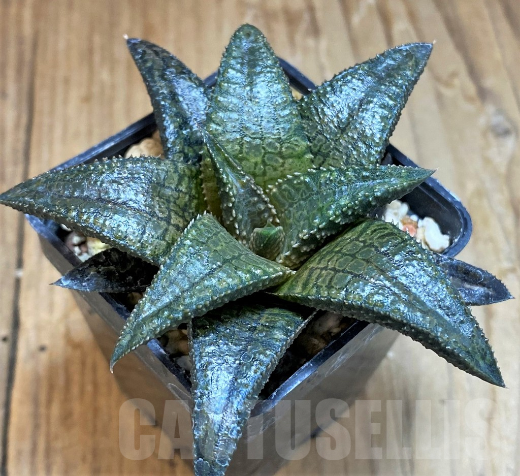 SH8025 Haworthia koelmaniorum 'Dragon King'