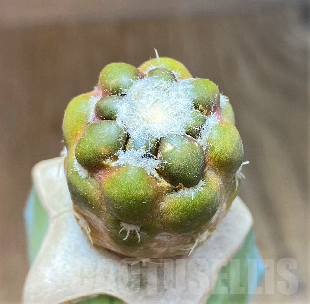 SH7991 Cintia knizei, grafted