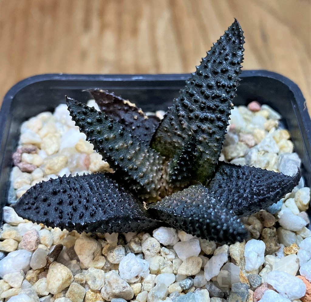 SH8029 Haworthia koelmaniorum x scabra -Japan- - immagine 2