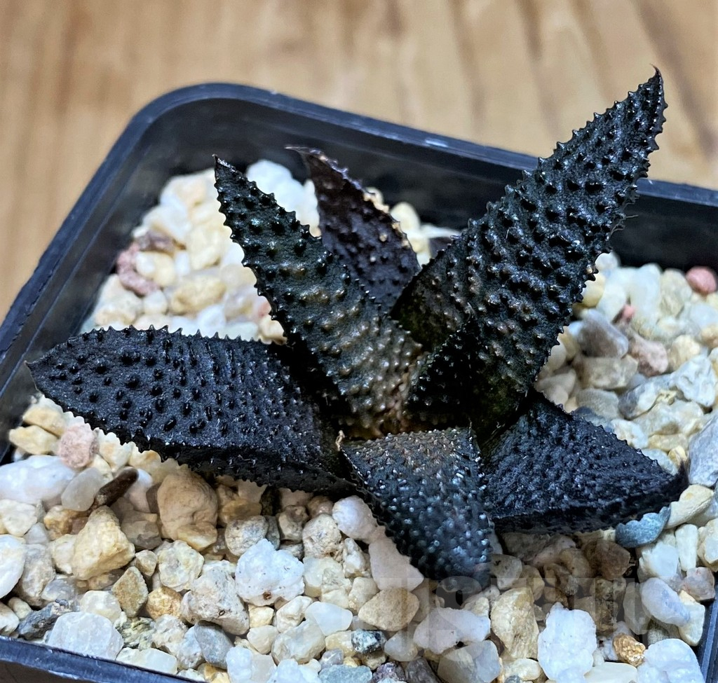 SH8029 Haworthia koelmaniorum x scabra -Japan-