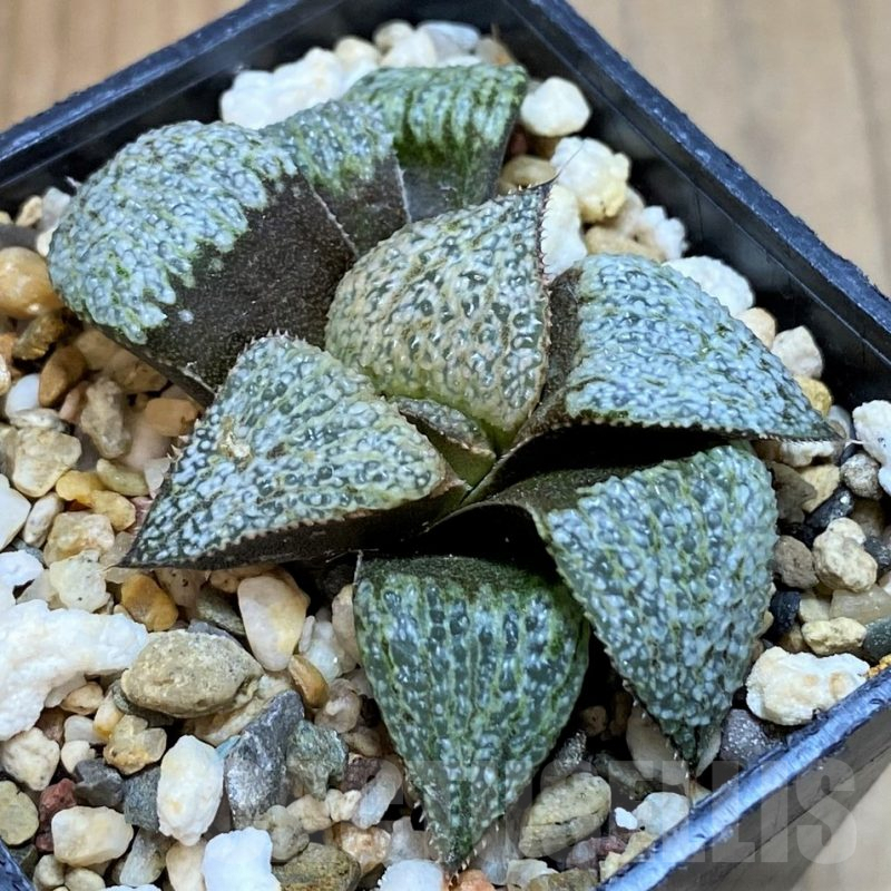 SH8031 Haworthia magnifica v. splendens GM456