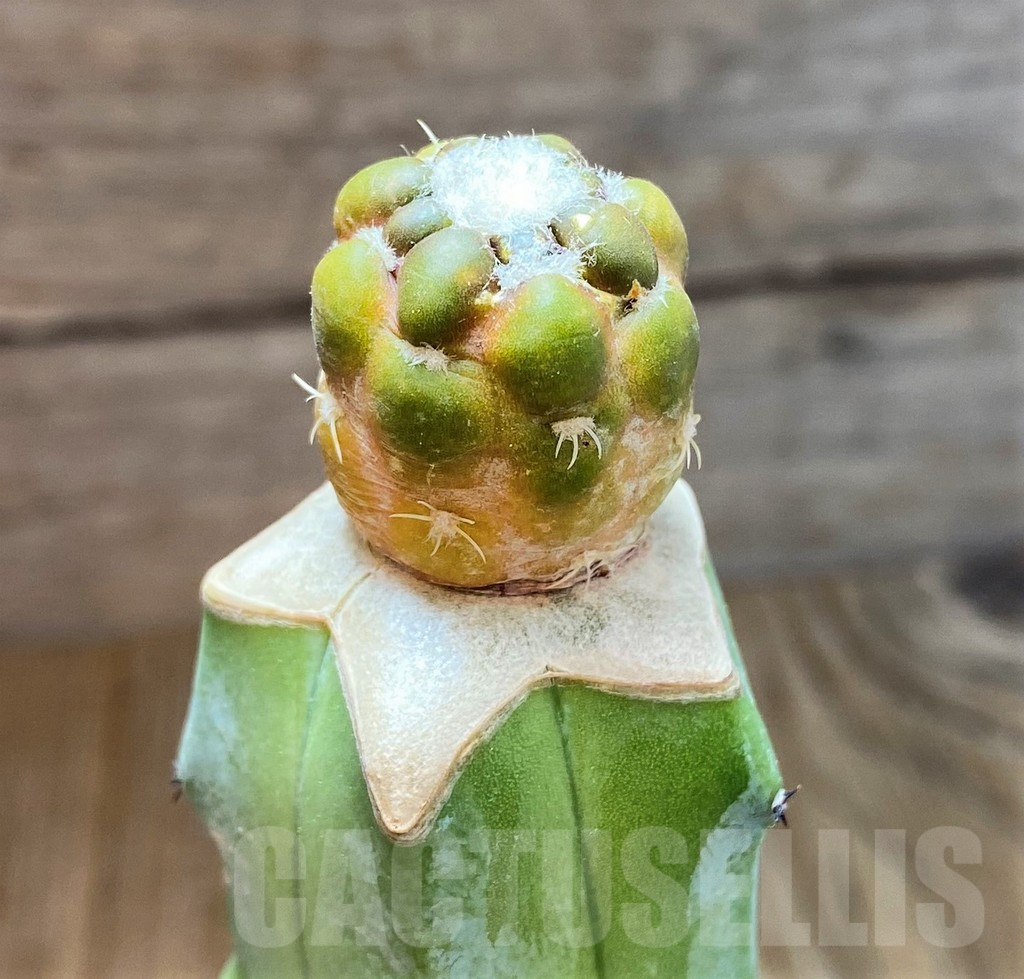 SH7991 Cintia knizei, grafted - Obrázek 2