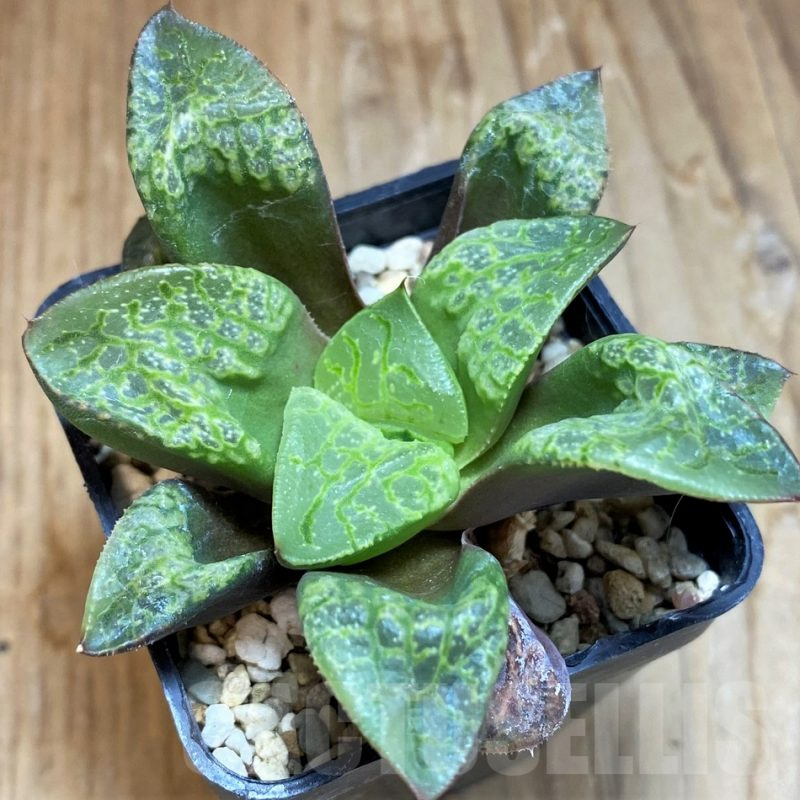 SH8032 Haworthia 'Kamen Butokai'