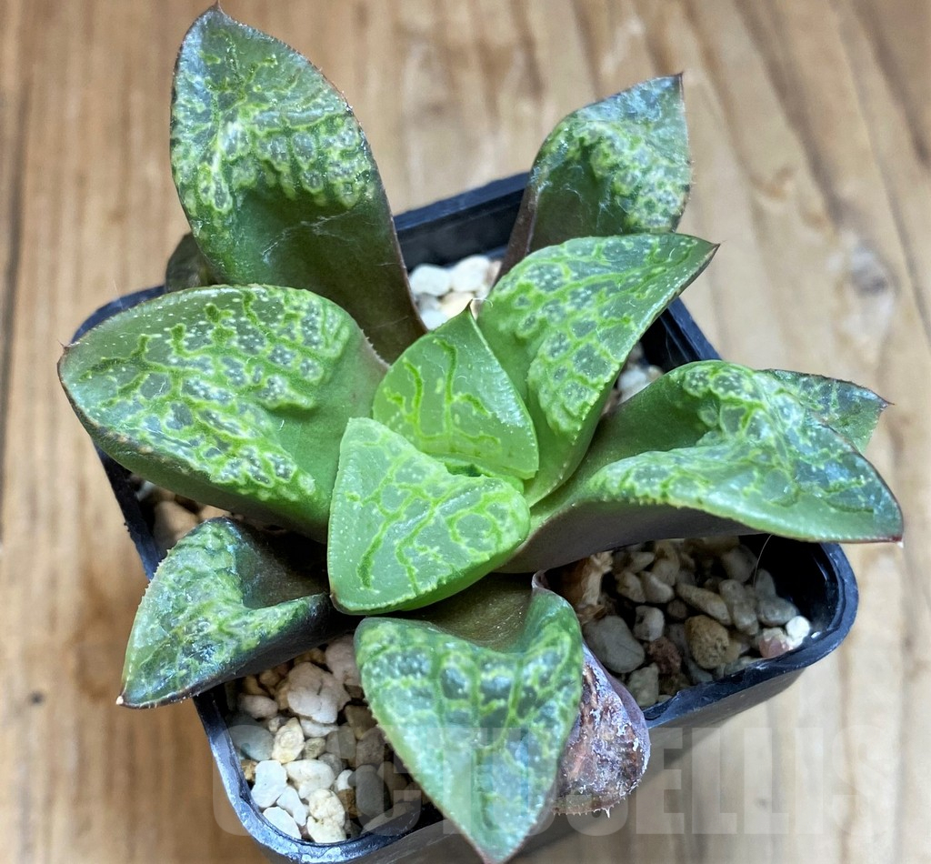 SH8032 Haworthia 'Kamen Butokai'