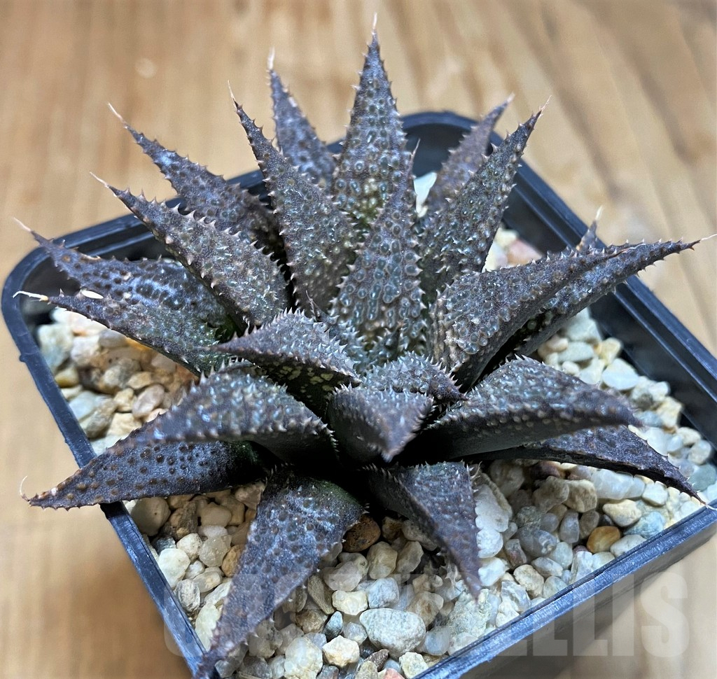 SH8033 Haworthia wimii x koelmaniorum
