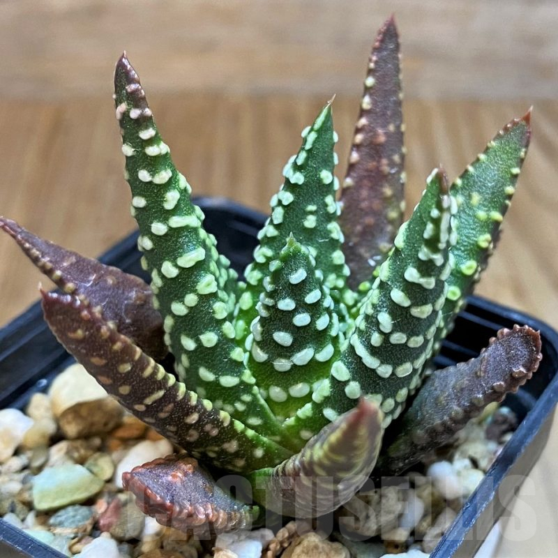 SH8034 Haworthia pumila, seedling