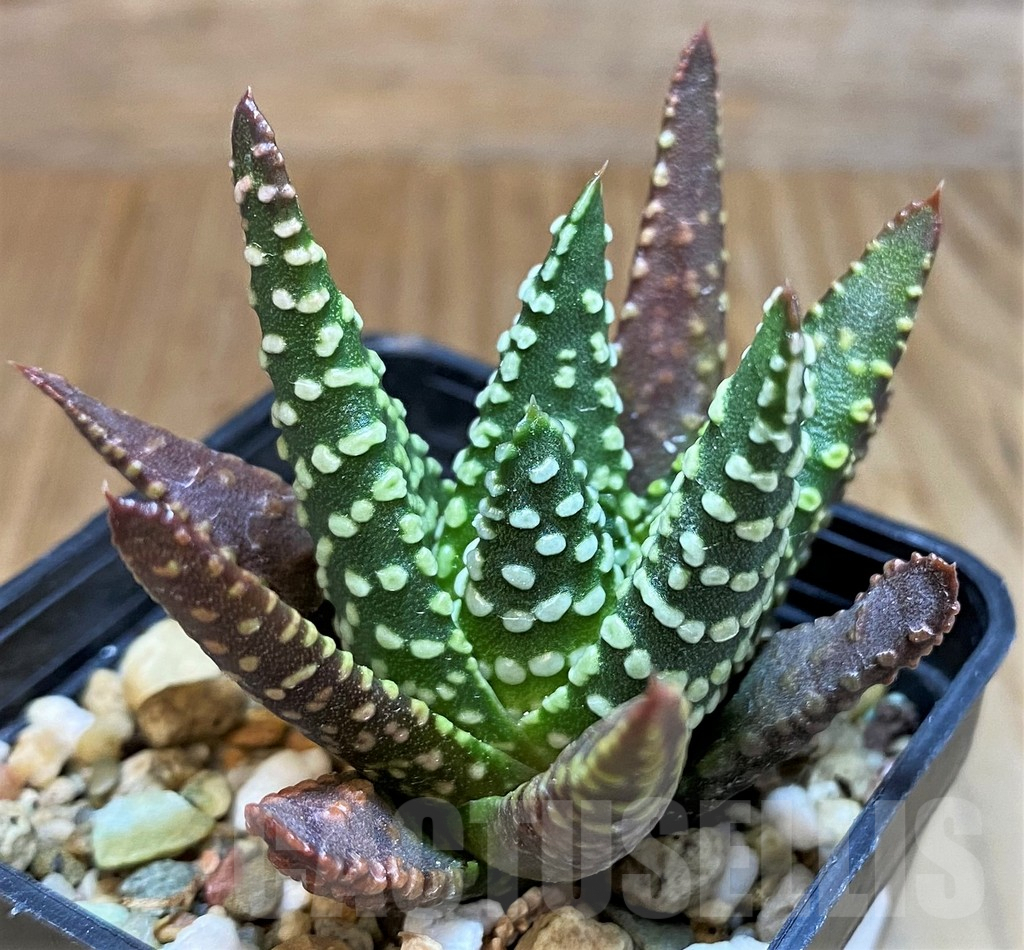SH8034 Haworthia pumila, seedling