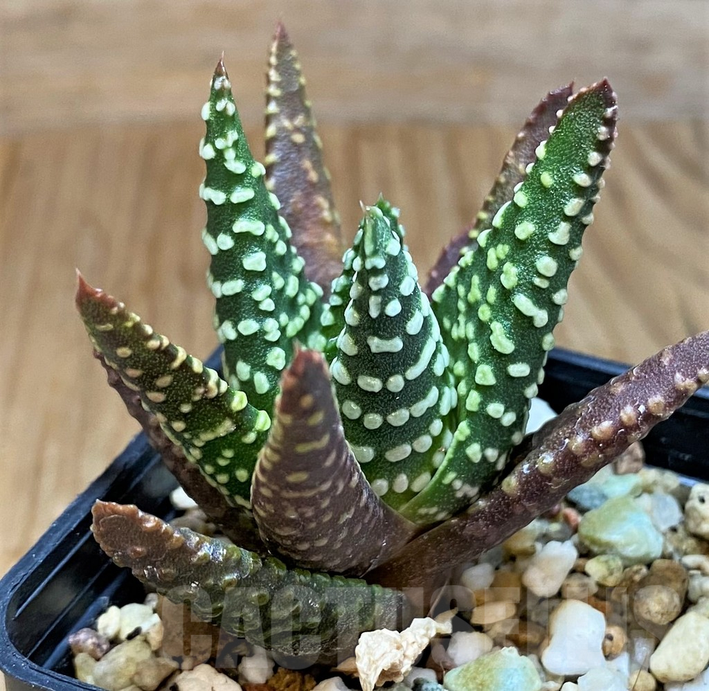 SH8034 Haworthia pumila, seedling - Image 2