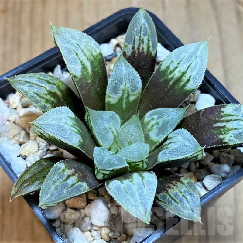 SH8035 Haworthia 'Love Heart'