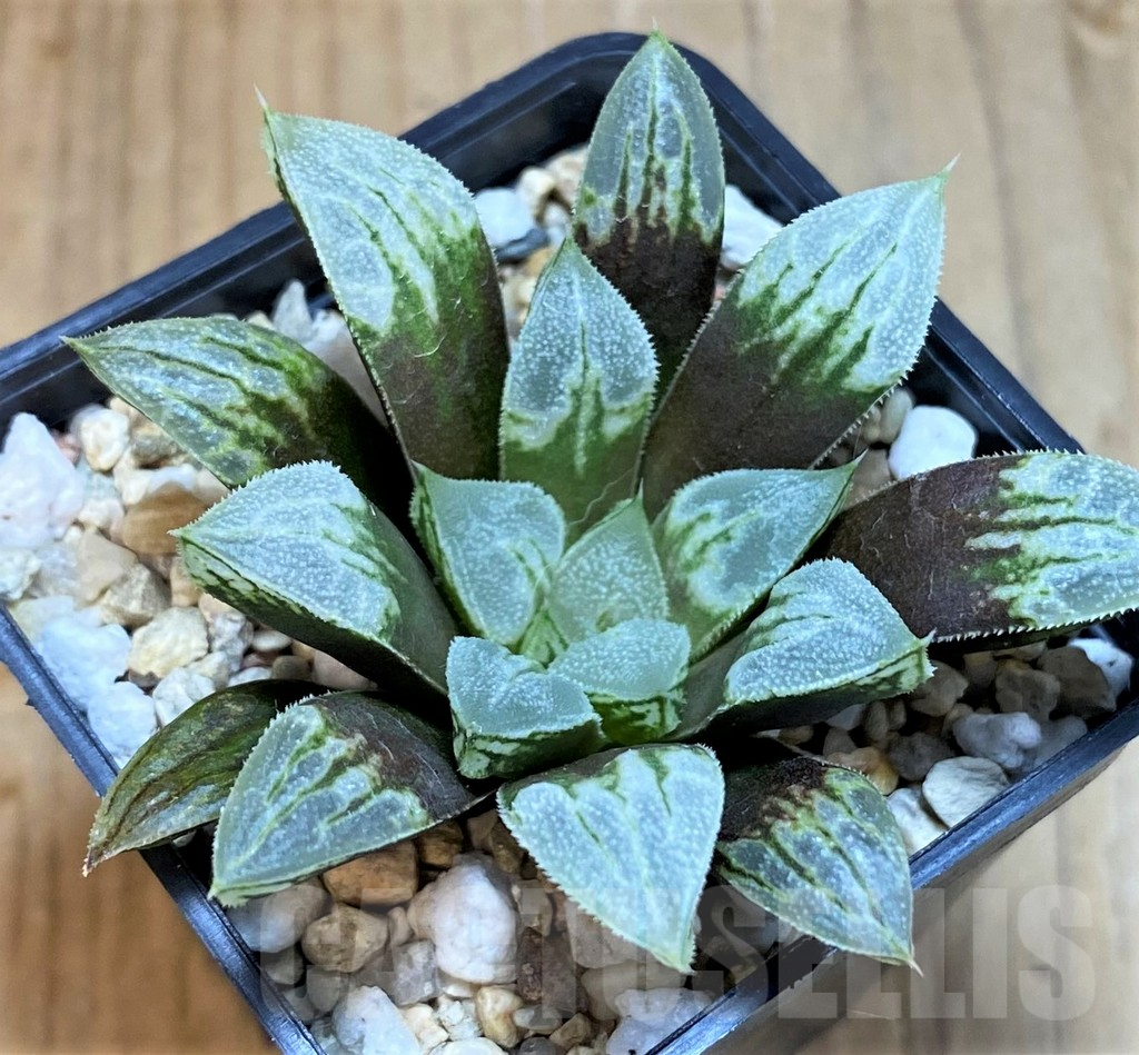 SH8035 Haworthia 'Love Heart'