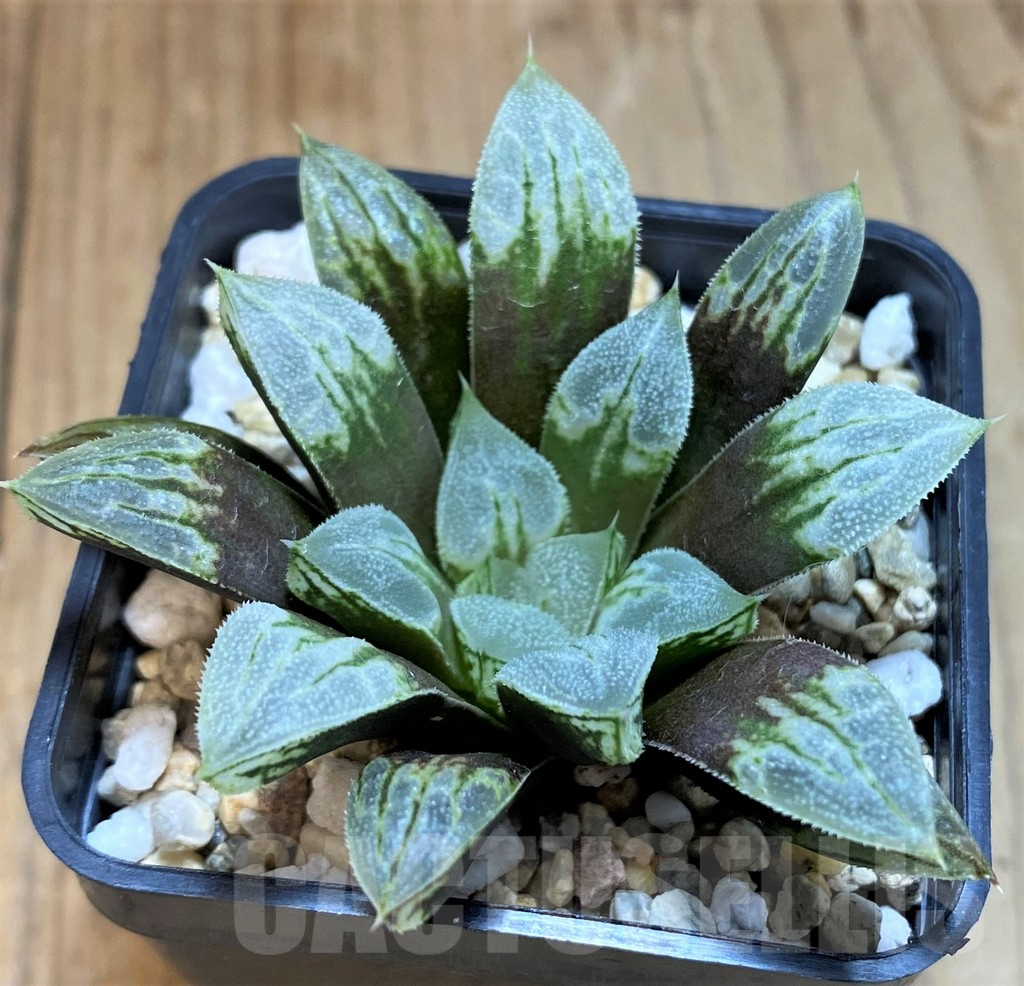 SH8035 Haworthia 'Love Heart' – Bild 2