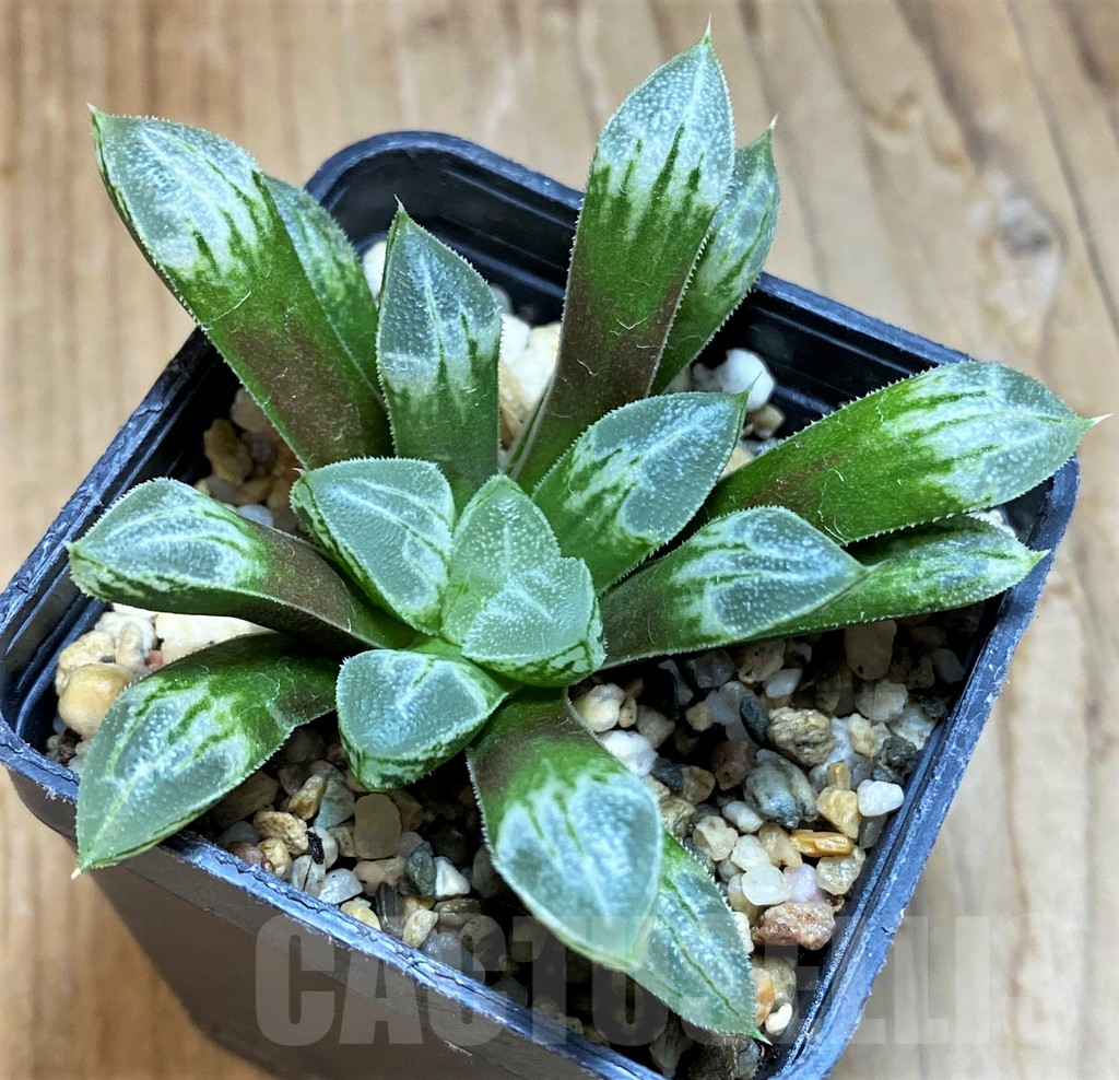SH8036 Haworthia 'Love Heart' - Image 2