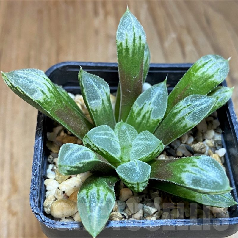SH8036 Haworthia 'Love Heart'