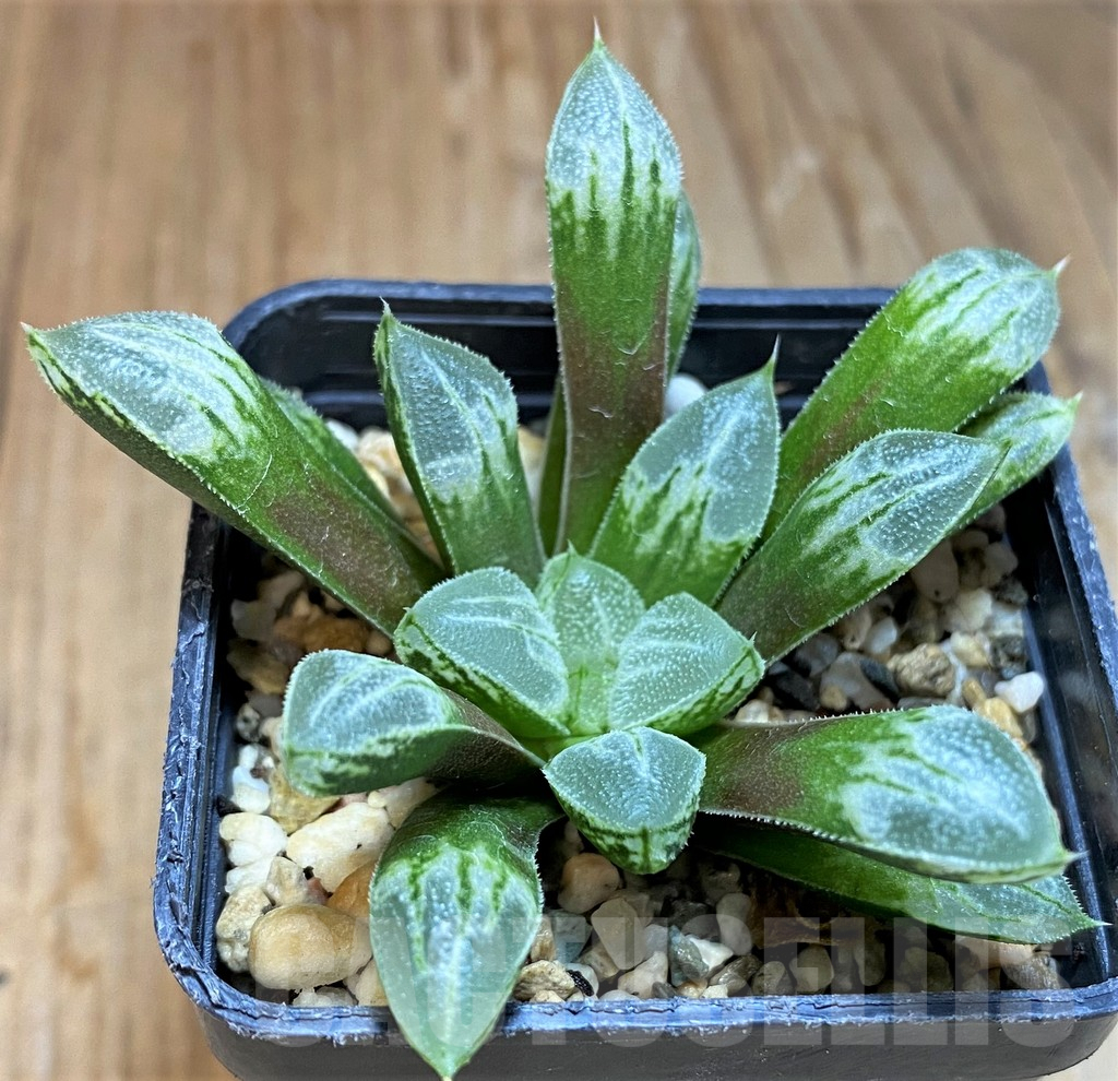 SH8036 Haworthia 'Love Heart'