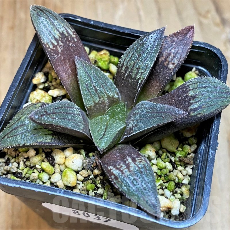 SH8037 Haworthia magnifica hybrid