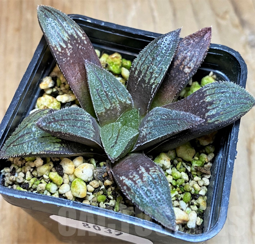 SH8037 Haworthia magnifica hybrid